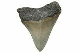 Serrated, Juvenile Megalodon Tooth - North Carolina #340878-1